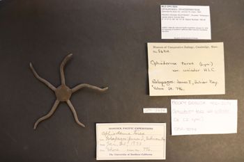 Media type: image; Invertebrate Zoology OPH-5694